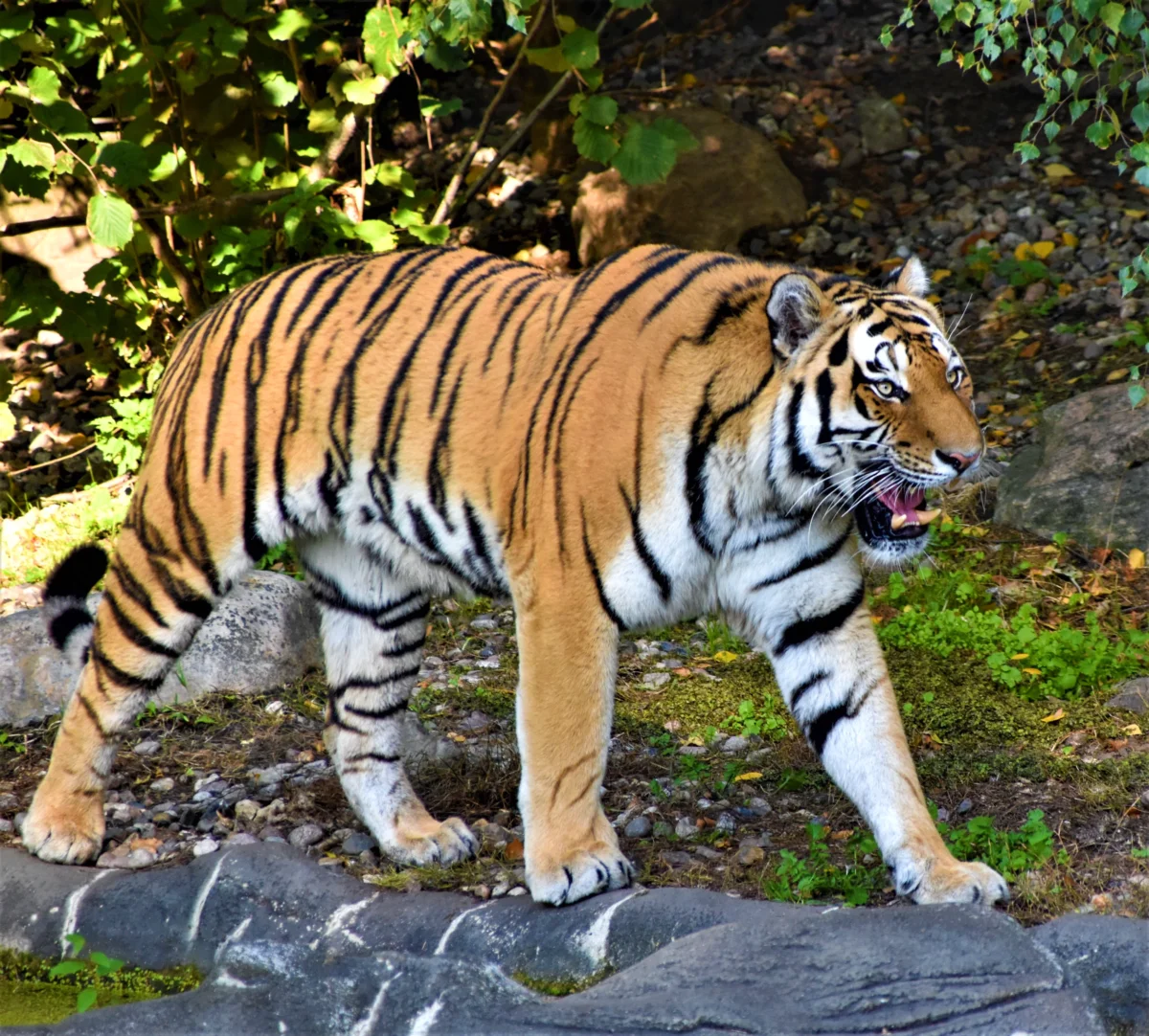 Tiger walking across the rocks and gravel of its enclosure at a German zoo